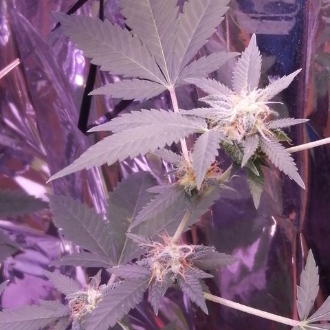 Génétique inconnue growlog timeline photo