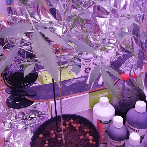 Génétique inconnue growlog timeline photo