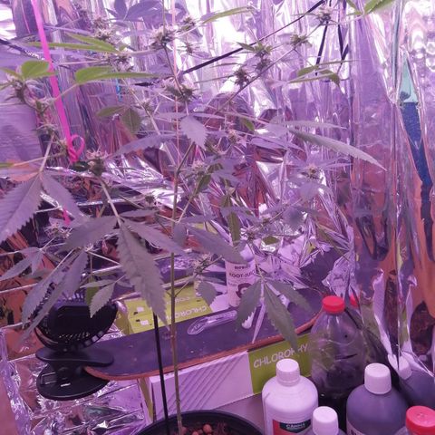 Génétique inconnue growlog timeline photo