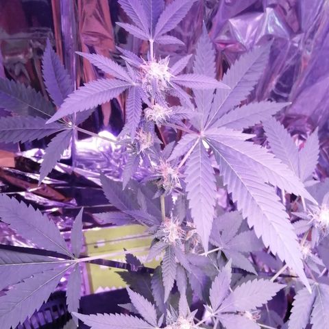 Génétique inconnue growlog timeline photo