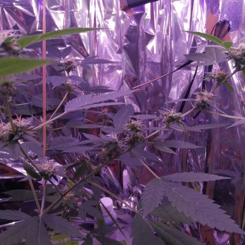 Génétique inconnue growlog timeline photo