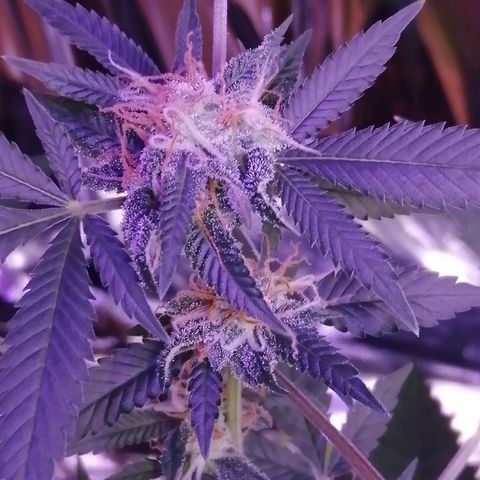 Génétique inconnue growlog timeline photo