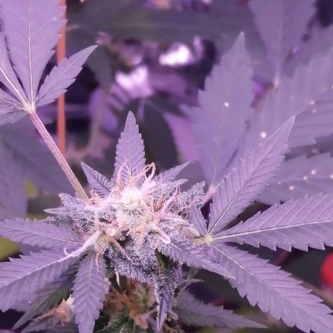 Génétique inconnue growlog timeline photo