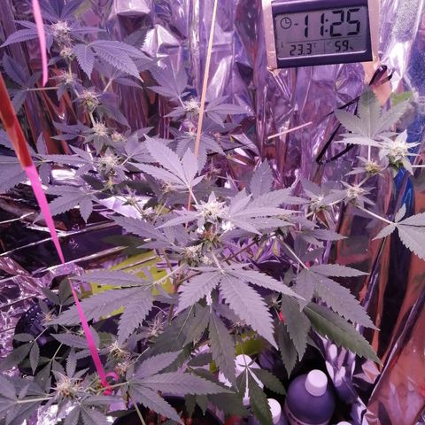Génétique inconnue growlog timeline photo
