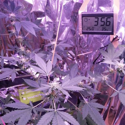 Génétique inconnue growlog timeline photo