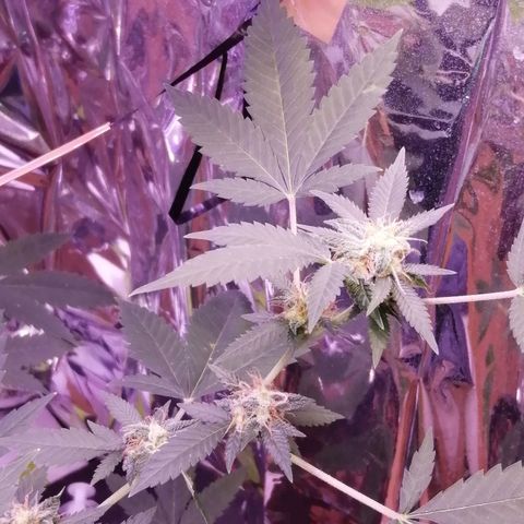 Génétique inconnue growlog timeline photo