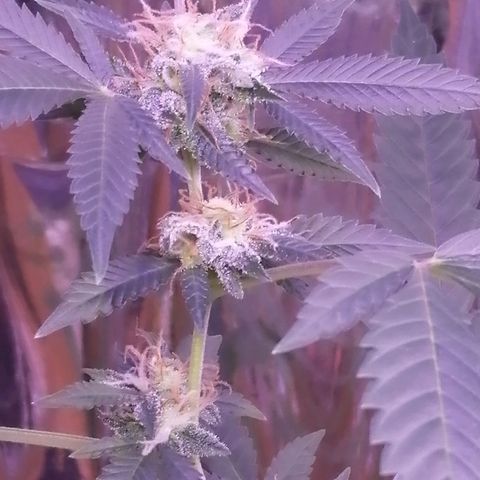 Génétique inconnue growlog timeline photo