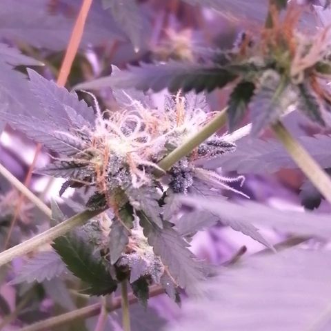 Génétique inconnue growlog timeline photo