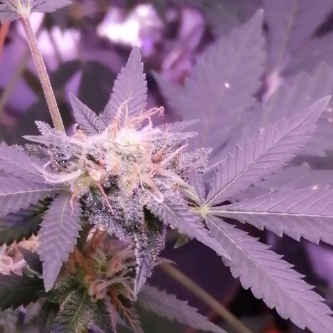 Génétique inconnue growlog timeline photo
