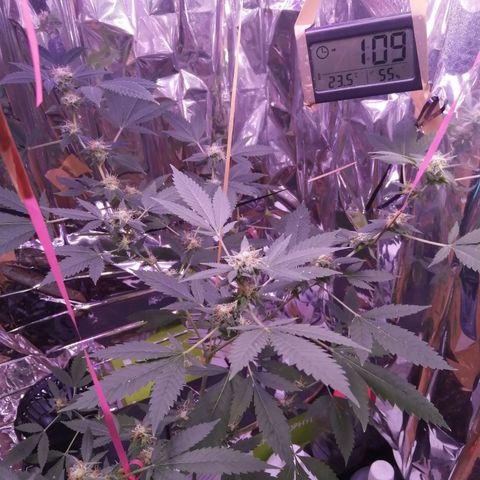Génétique inconnue growlog timeline photo