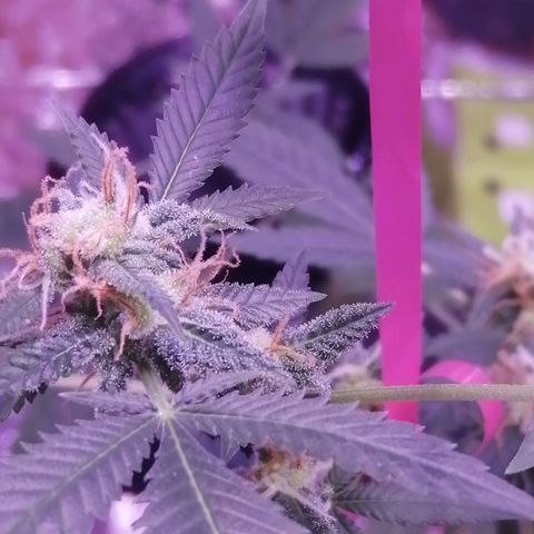 Génétique inconnue growlog timeline photo