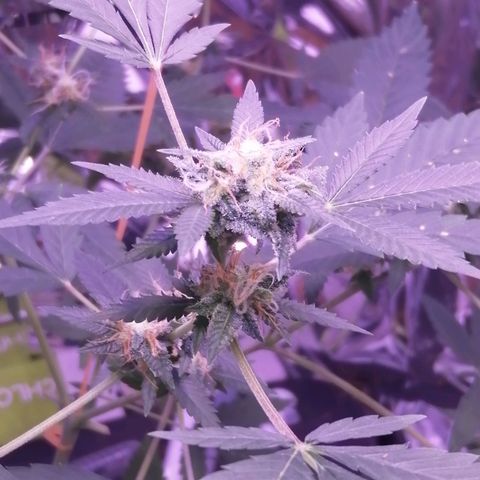 Génétique inconnue growlog timeline photo