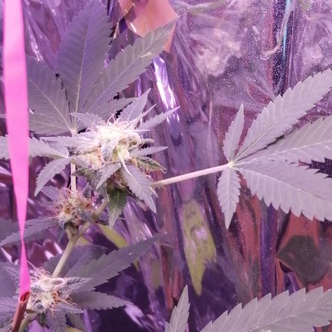 Génétique inconnue growlog timeline photo
