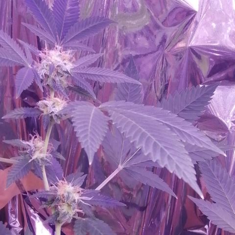 Génétique inconnue growlog timeline photo