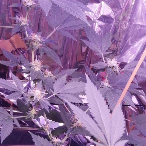 Génétique inconnue growlog timeline photo