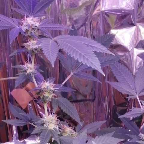 Génétique inconnue growlog timeline photo