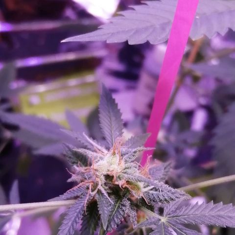 Génétique inconnue growlog timeline photo