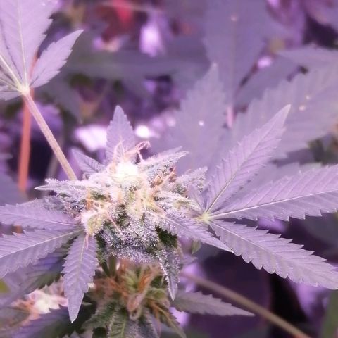 Génétique inconnue growlog timeline photo