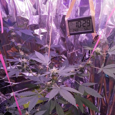 Génétique inconnue growlog timeline photo