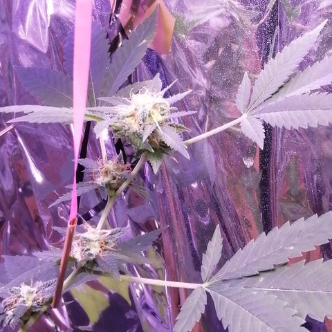 Génétique inconnue growlog timeline photo