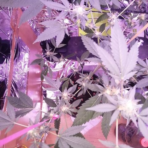 Génétique inconnue growlog timeline photo