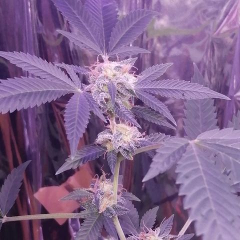 Génétique inconnue growlog timeline photo