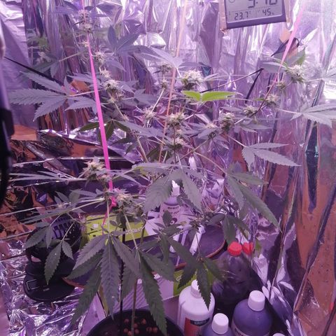 Génétique inconnue growlog timeline photo