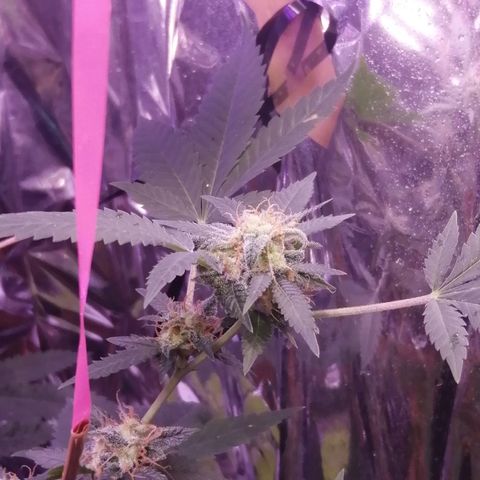 Génétique inconnue growlog timeline photo