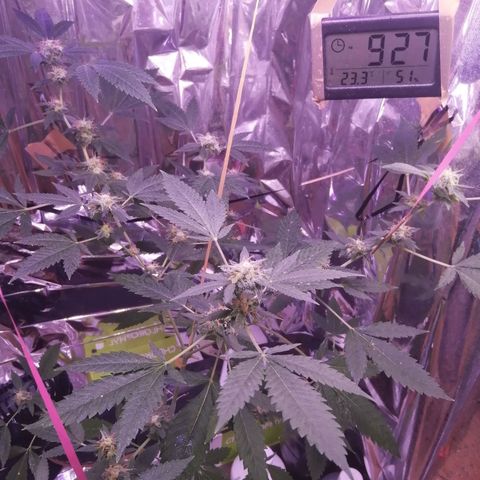 Génétique inconnue growlog timeline photo