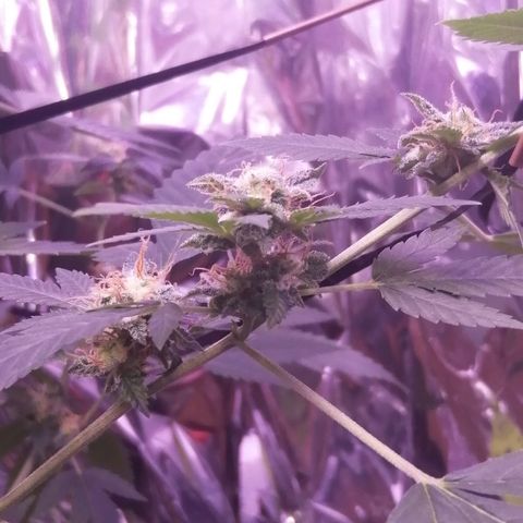 Génétique inconnue growlog timeline photo