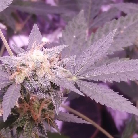 Génétique inconnue growlog timeline photo