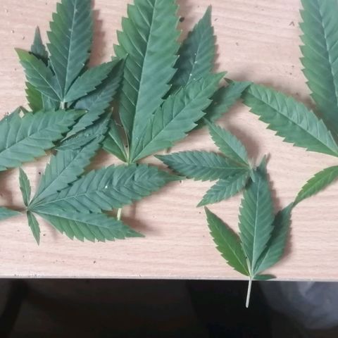 Génétique inconnue growlog photo: Taille des feuilles gênantes 