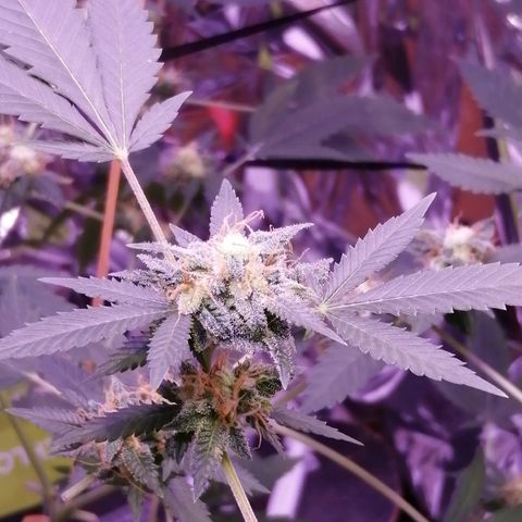 Génétique inconnue growlog timeline photo