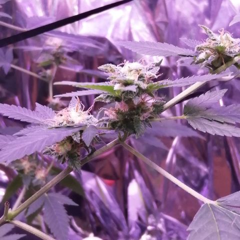 Génétique inconnue growlog timeline photo