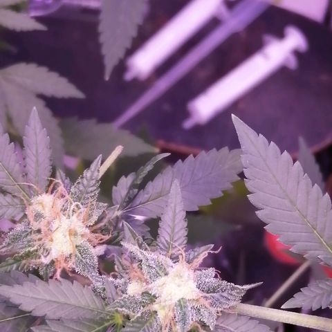 Génétique inconnue growlog timeline photo
