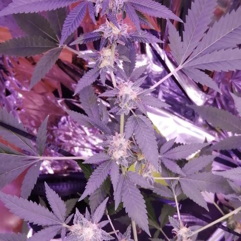 Génétique inconnue growlog timeline photo