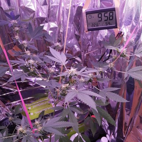 Génétique inconnue growlog timeline photo