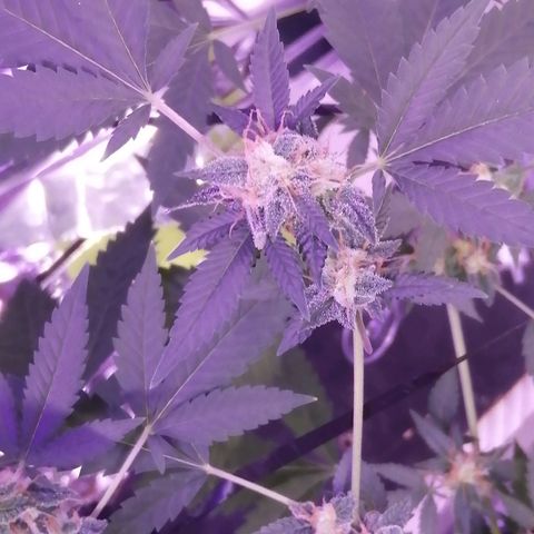 Génétique inconnue growlog timeline photo