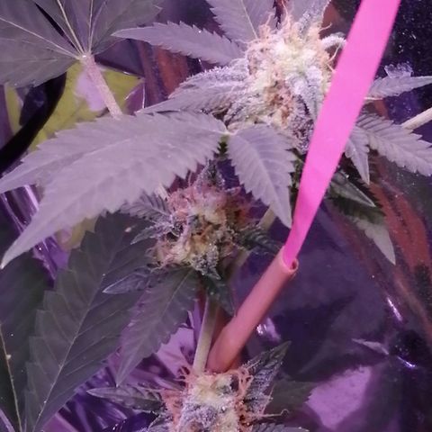 Génétique inconnue growlog timeline photo