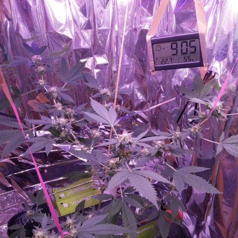 Génétique inconnue growlog timeline photo