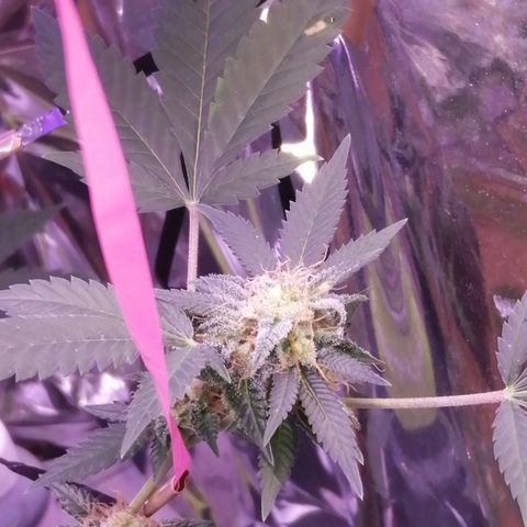 Génétique inconnue growlog timeline photo