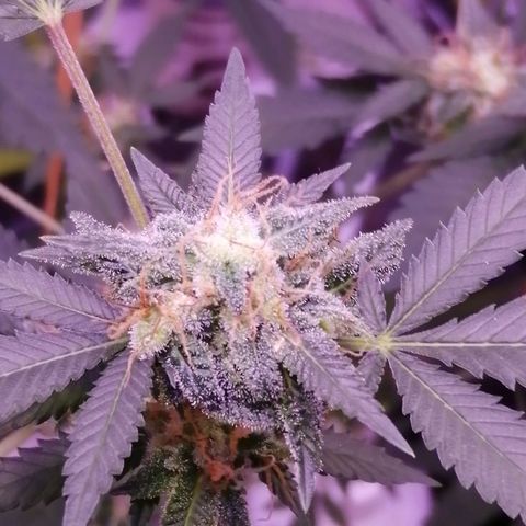Génétique inconnue growlog timeline photo