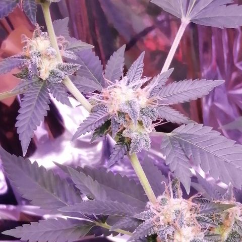 Génétique inconnue growlog timeline photo