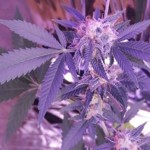 Génétique inconnue growlog timeline photo