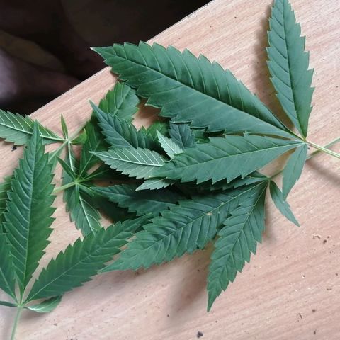 Génétique inconnue growlog timeline photo