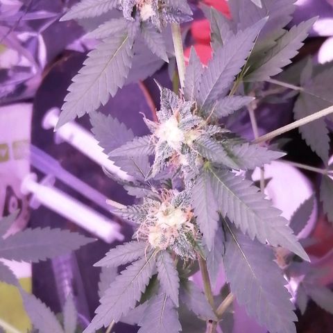 Génétique inconnue growlog timeline photo