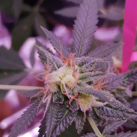 Génétique inconnue growlog timeline photo