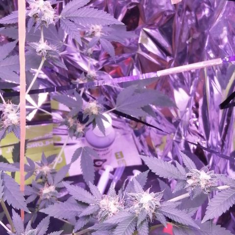 Génétique inconnue growlog timeline photo