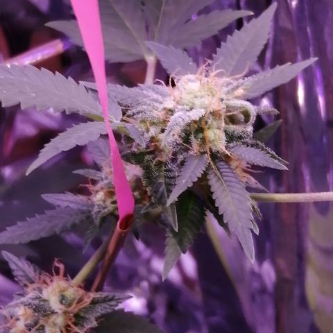 Génétique inconnue growlog timeline photo