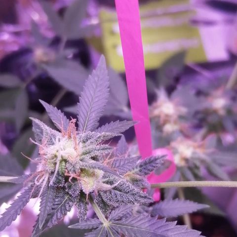 Génétique inconnue growlog timeline photo